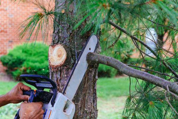 Best Tree Maintenance Programs  in Needles, CA